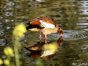 ערכה לחירום